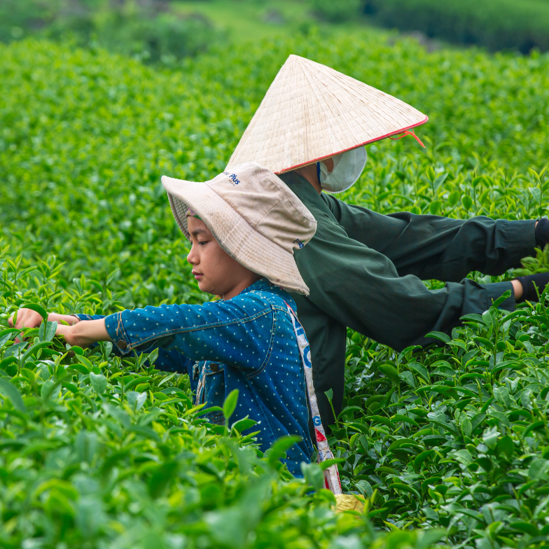 What Are Some of Vietnam's Famous Tea-Growing Regions?