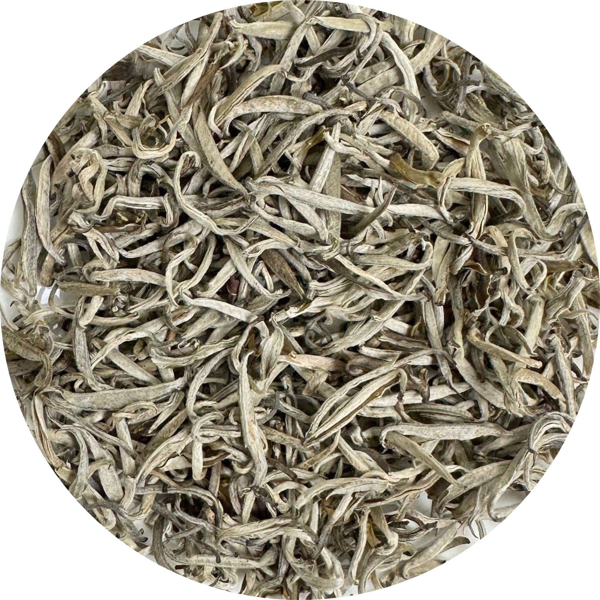 Ancient Premium Shan Snow White Tea- Arbor Tea Tree- Dried Incense