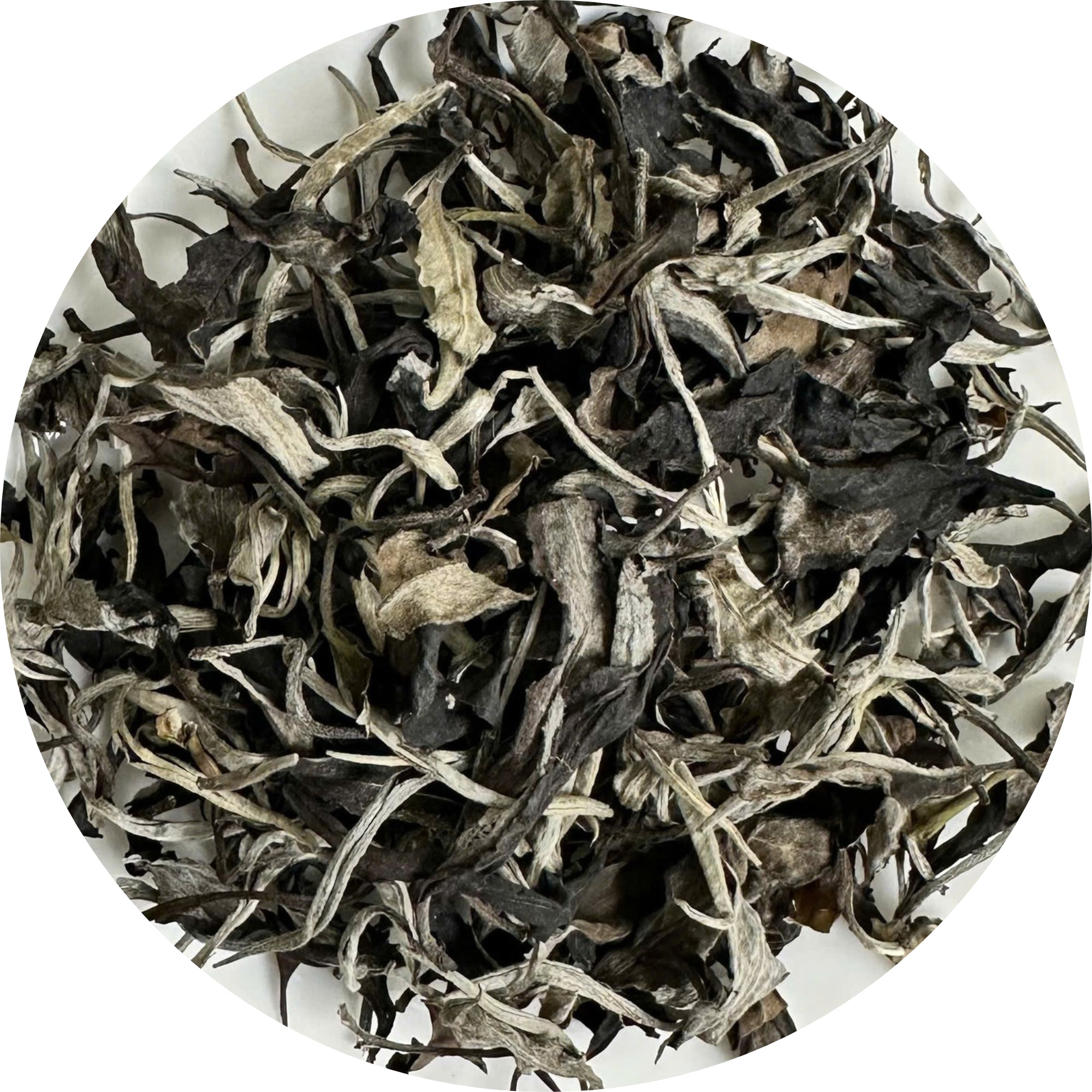 Ancient Shan Snow White Tea  -  Cloud Fairy (White Peony)