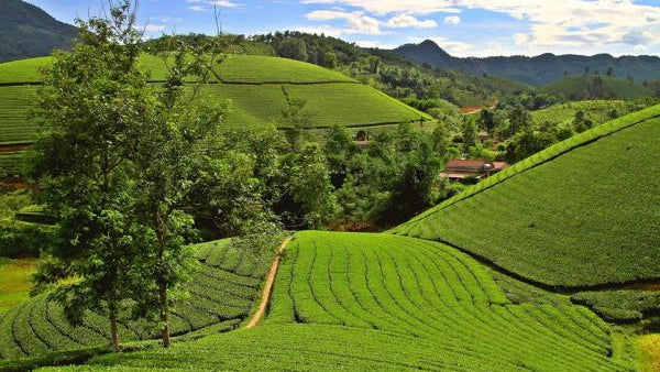 tea hill