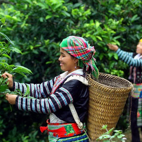 shan_snow_tea_tree