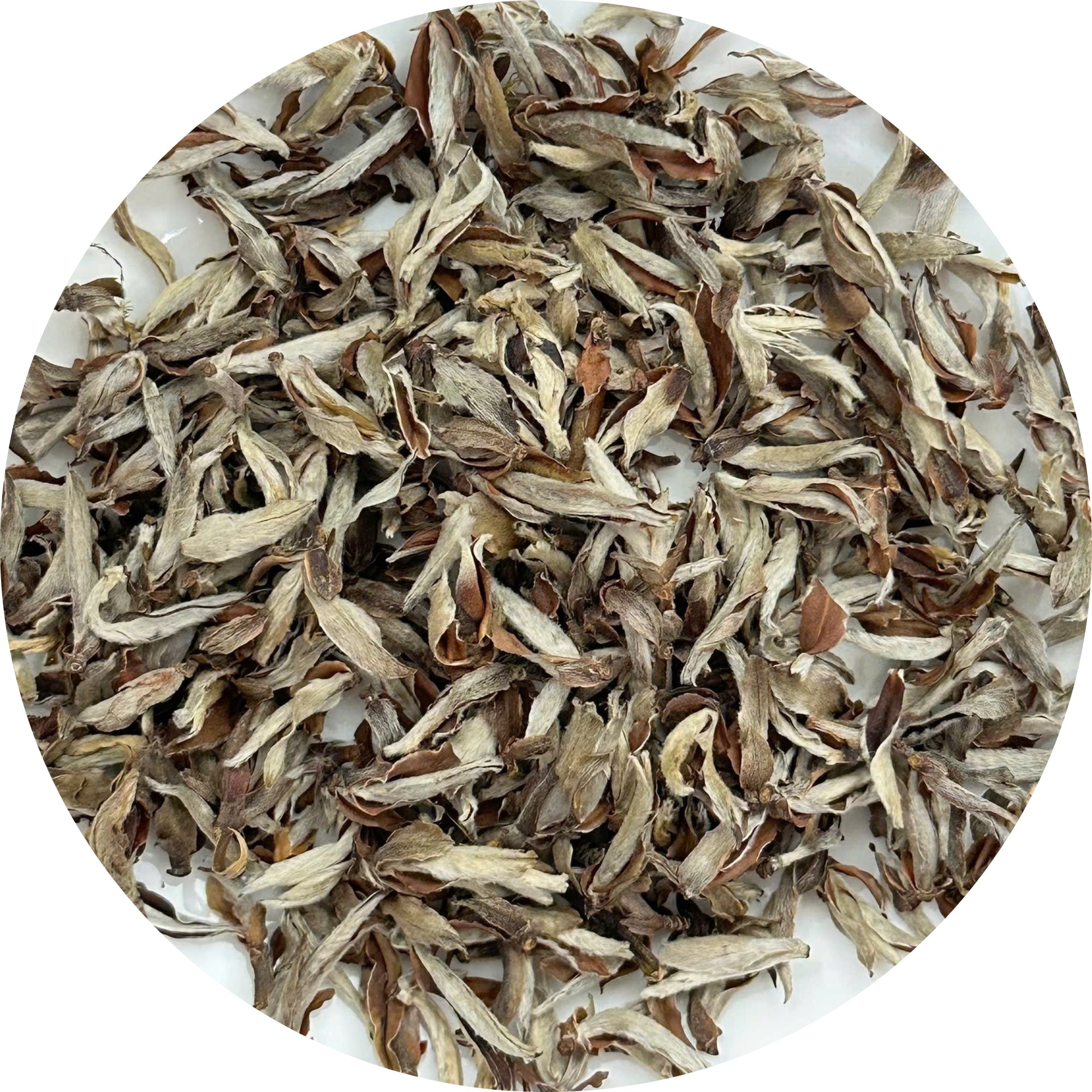 Ancient Premium Shan Snow White Tea- Arbor Tea Tree